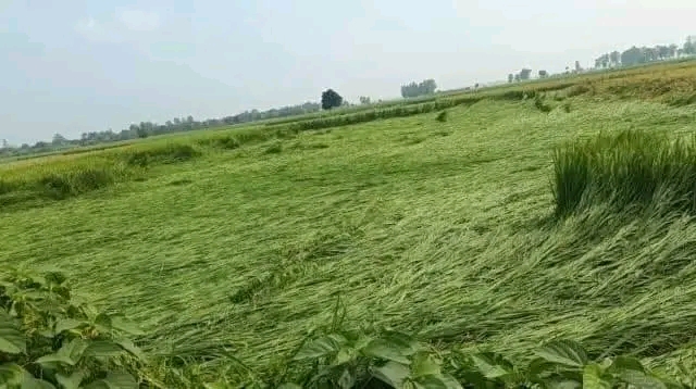 বৃষ্টি ও বাতাসে ব্যাপক ক্ষতি খানসামার কৃষকদের