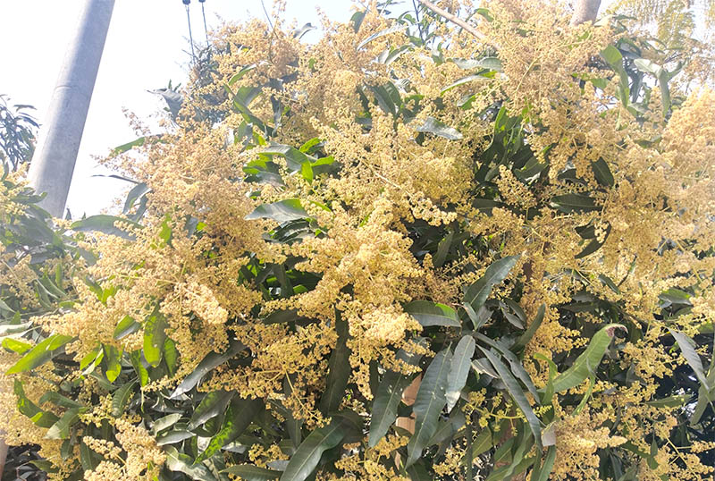 পাহাড়ের সবুজ পাতার ফাঁকে ফাঁকে উঁকি দিচ্ছে আমের মুকুল