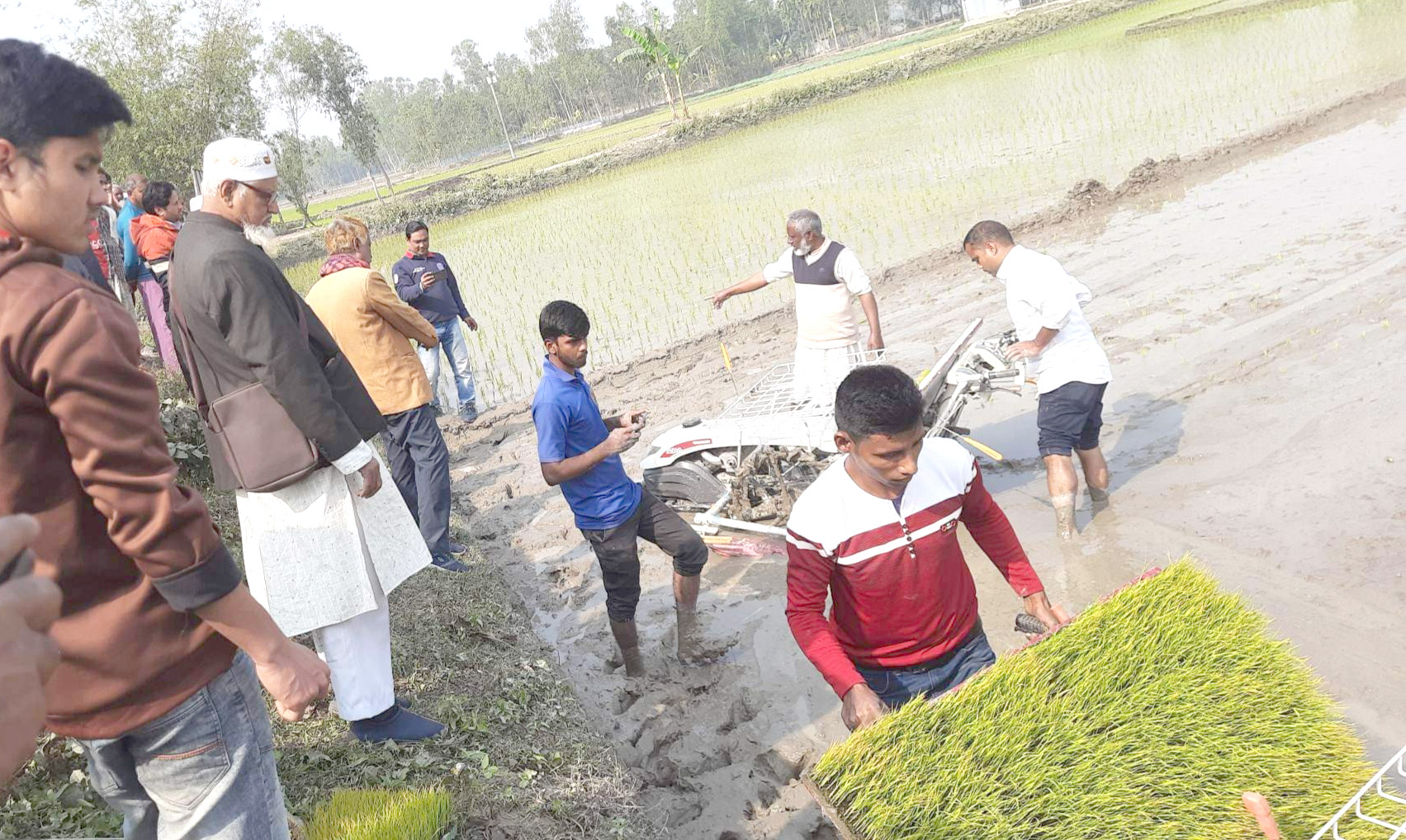 কাউনিয়ায় সমালয় পদ্ধতিতে বোরো ধান রোপণ