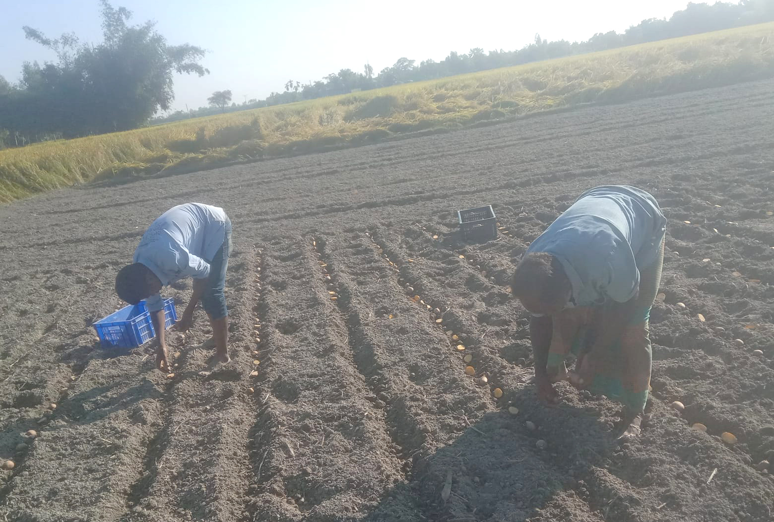 খানসামায় ঝুঁকি নিয়েই আগাম আলু চাষে ব্যস্ত কৃষকেরা