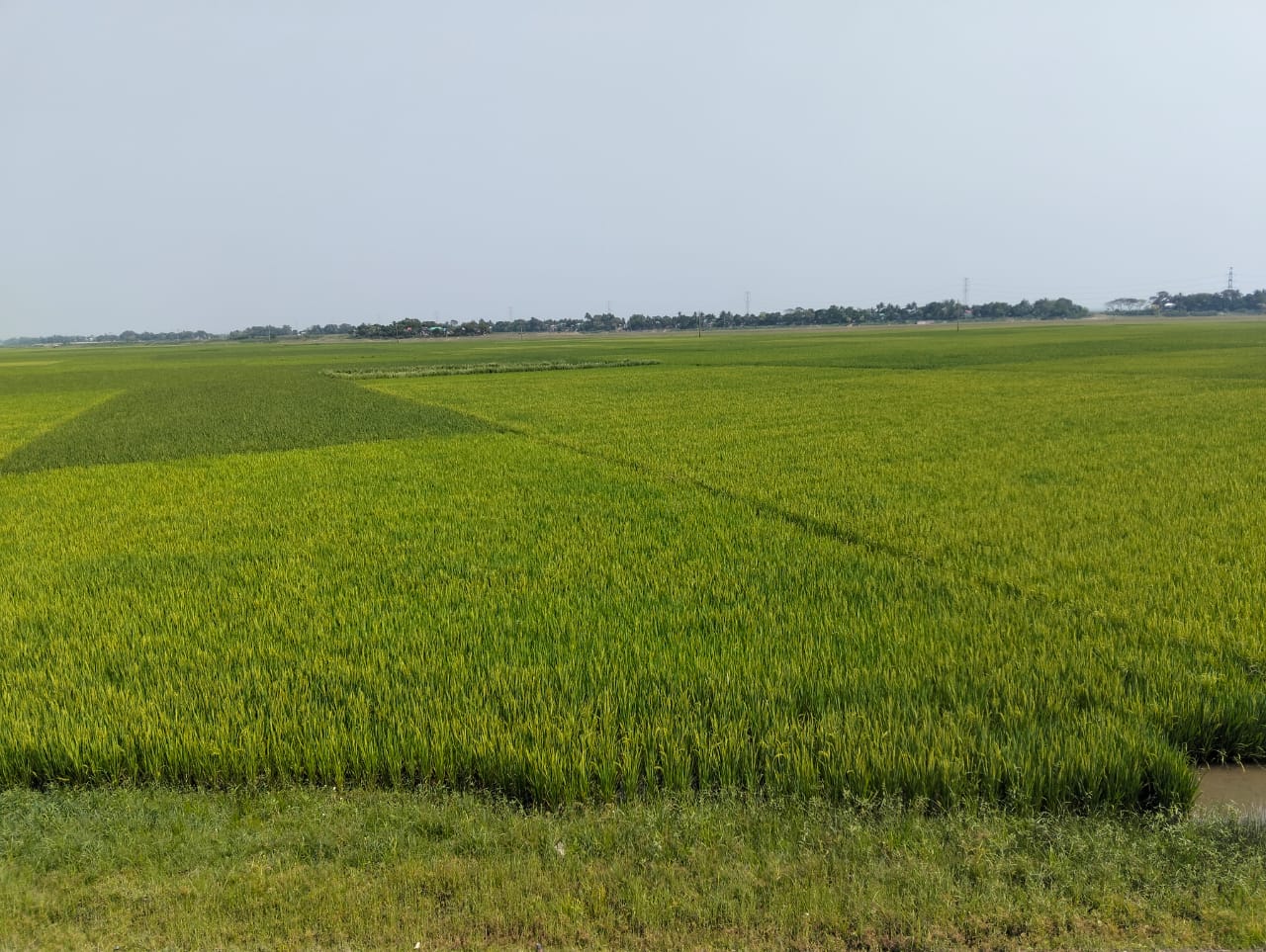 কিশোরগঞ্জে একলাখ ৬৮ হাজার হেক্টর জমিতে বোরোর বাম্পার ফলনের আশা