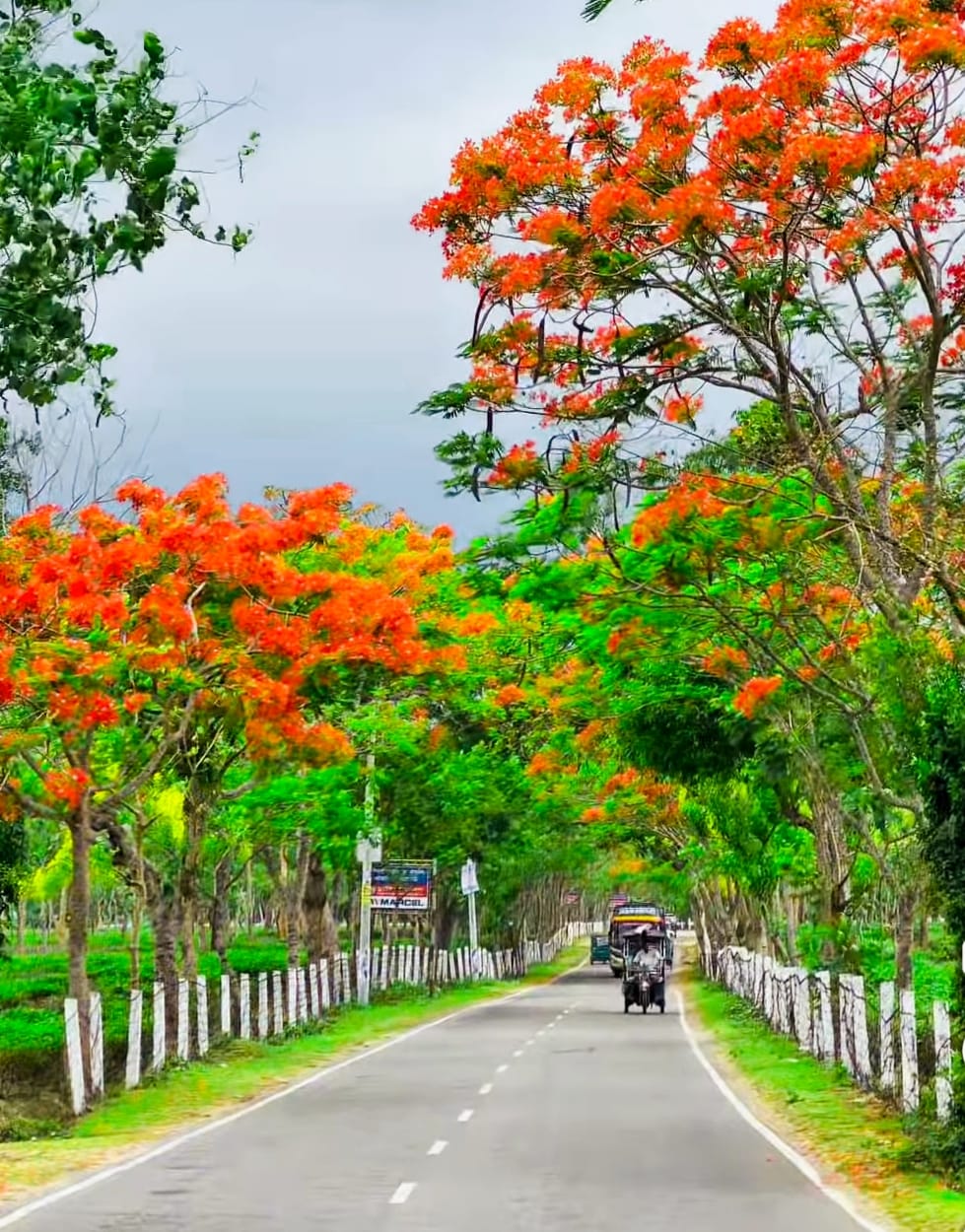 ভানুগাছ-শ্রীমঙ্গল সড়ক: কৃষ্ণচূড়া ও জারুলের রঙে রঙিন প্রকৃতির ক্যানভাস