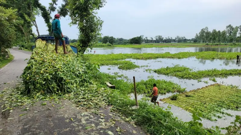 কুড়িগ্রামে পানির সংকটে পাট জাগ দিতে না পাড়ায় কৃষকদের ভোগান্তি