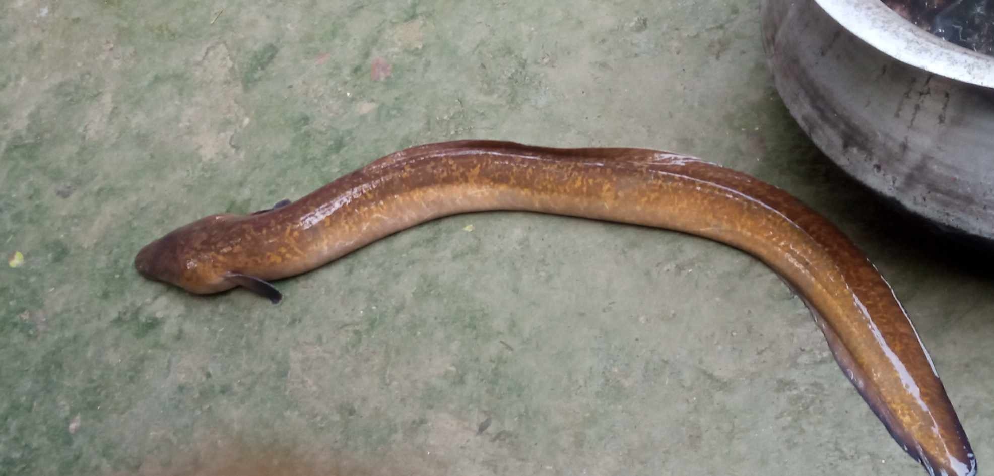 কুড়িগ্রামে ধরলায় ধরা পড়লো বিরল প্রজাতির ইলফিস মাছ