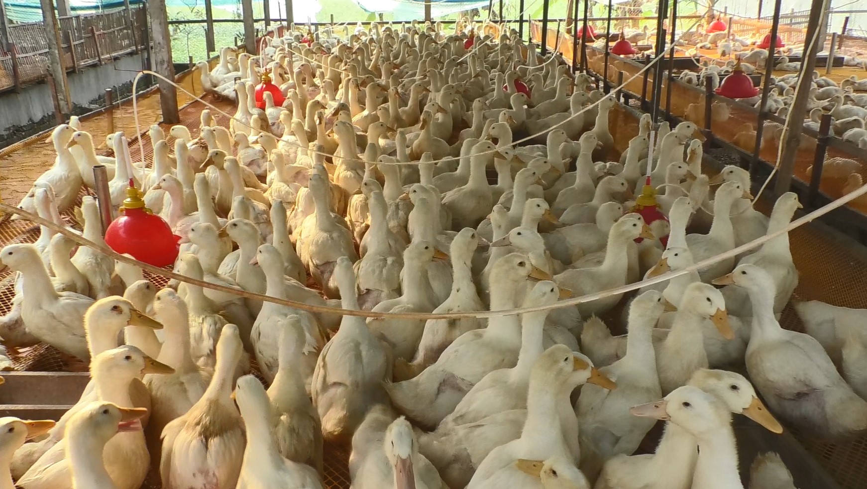 কুড়িগ্রামে জনপ্রিয় হয়ে উঠছে পেকিন জাতের হাঁস পালন