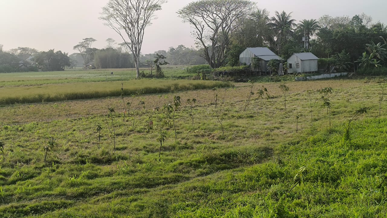ব্যাবসায়ীর পাঁচ শতাধিক আমগাছ কাটার অভিযোগ বিএনপি নেতার বিরুদ্ধে