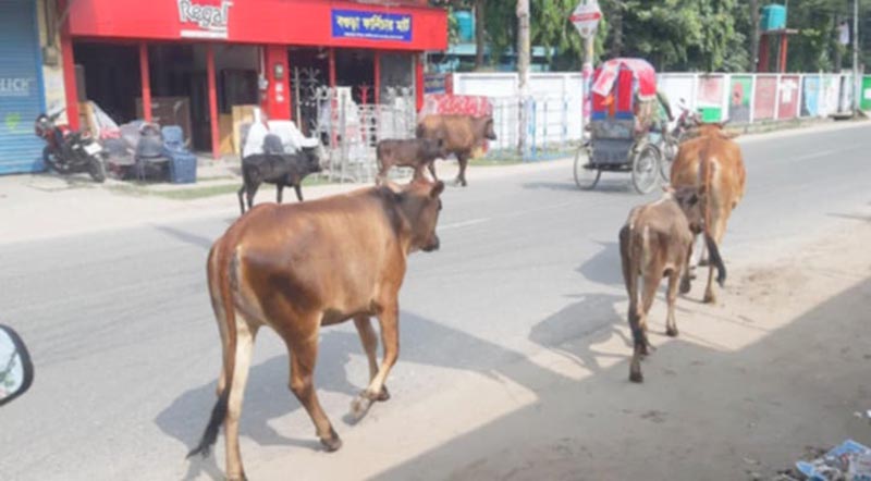 অবাধে গরু-ছাগল চলে সড়কে, দুর্ঘটনার শঙ্কা