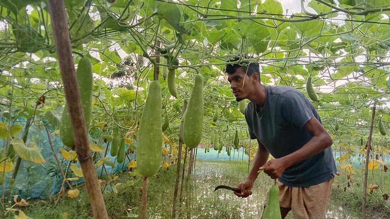 লাউ চাষে শিক্ষার্থী আল-আমিনের চমক