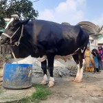বিরামপুরের চমক ২০ লাখ টাকার ‘মহারাজা’ দেখতে মানুষের ঢল