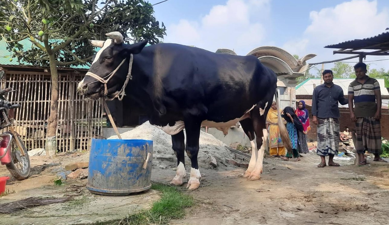 বিরামপুরের চমক ২০ লাখ টাকার ‘মহারাজা’ দেখতে মানুষের ঢল