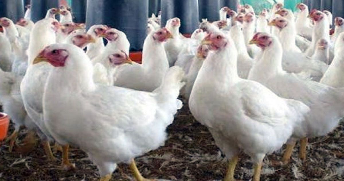 বরিশালে রমজানে ব্রয়লার মুরগির দাম বৃদ্ধি, ভোগান্তিতে সাধারণ ক্রেতারা