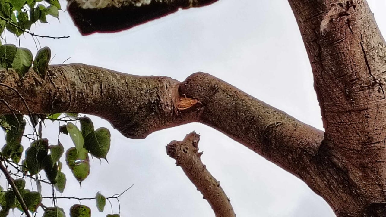 নালিতাবাড়ীতে শতবর্ষী বটগাছ বাঁচাতে থানায় অভিযোগ