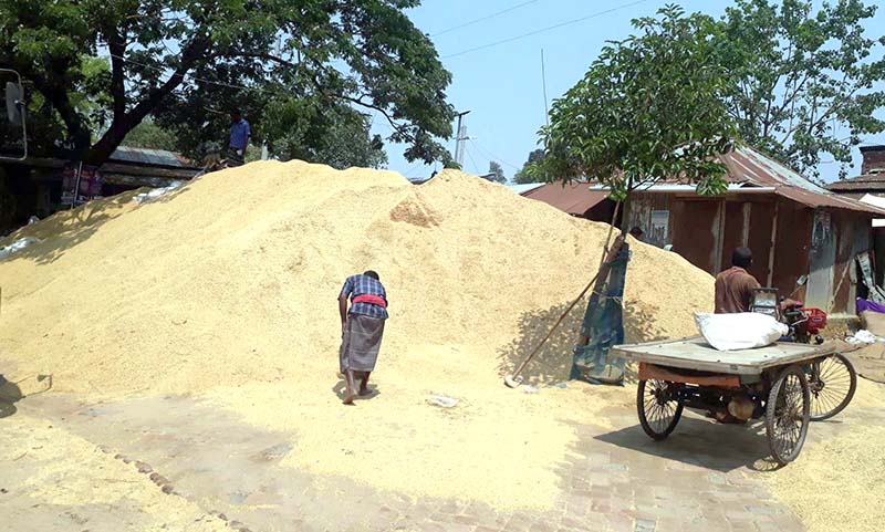 মোটা-চিকন ধানের একই দর: ধান বিক্রিতে ঠকছেন কৃষকরা