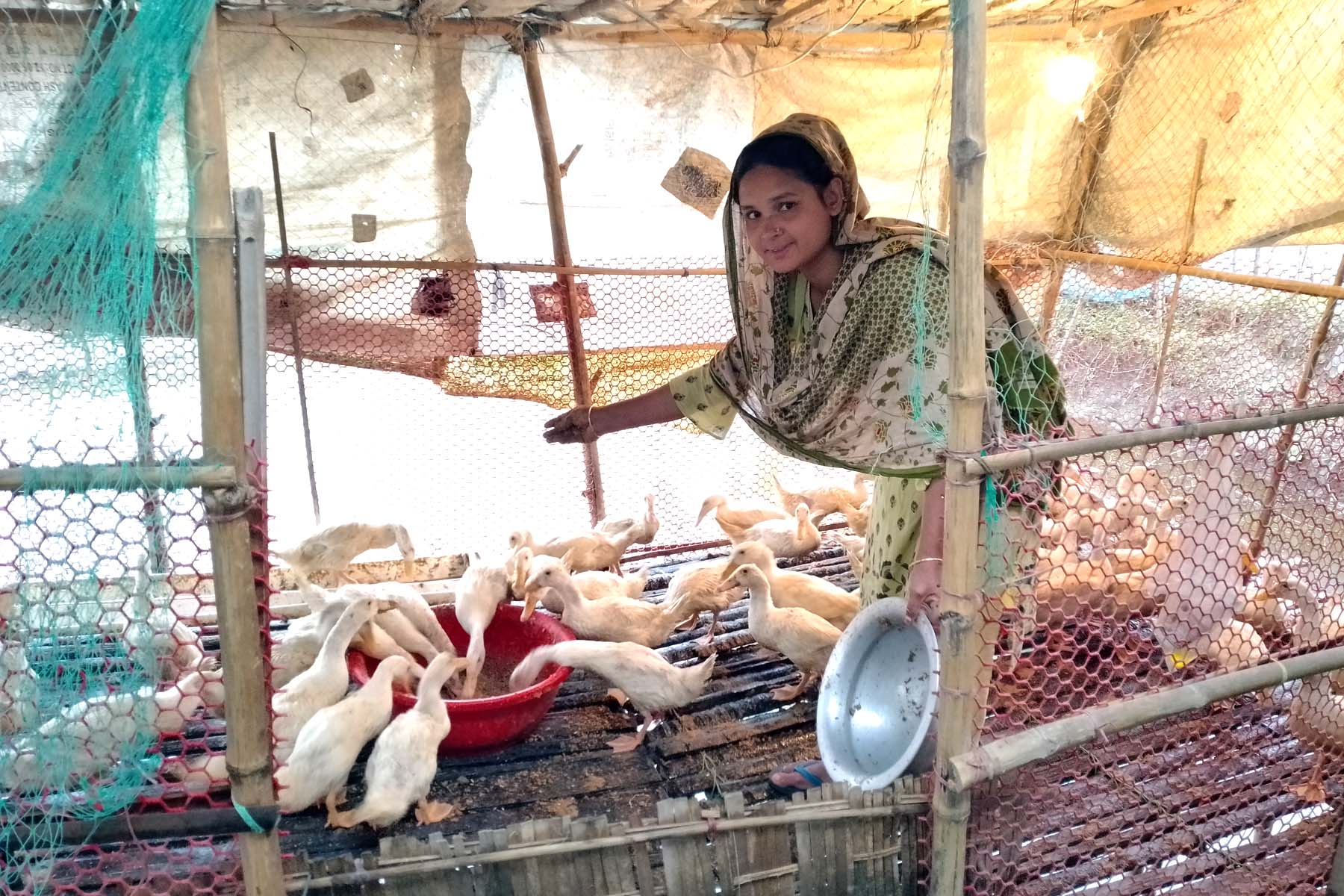 পেকিন হাঁসের পল্লী গড়ে উঠেছে চিলাহাটিতে