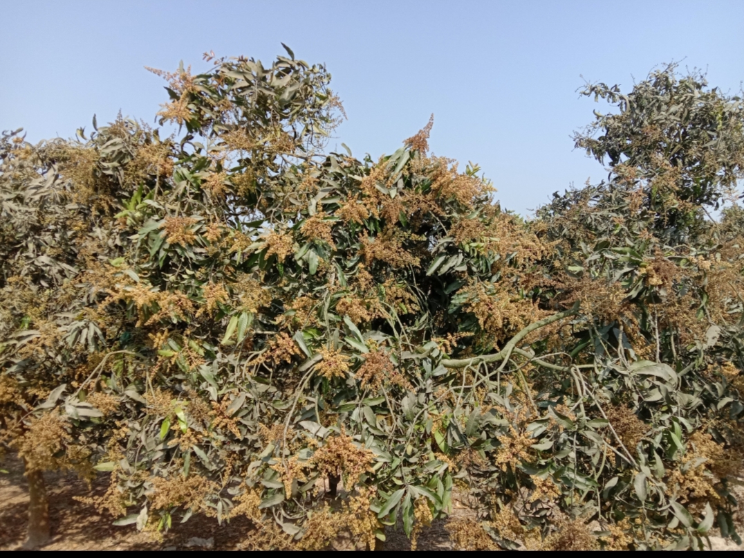 পীরগঞ্জে আমের মুকুলে ভরে গেছে বাগান, আশায় আমচাষিরা