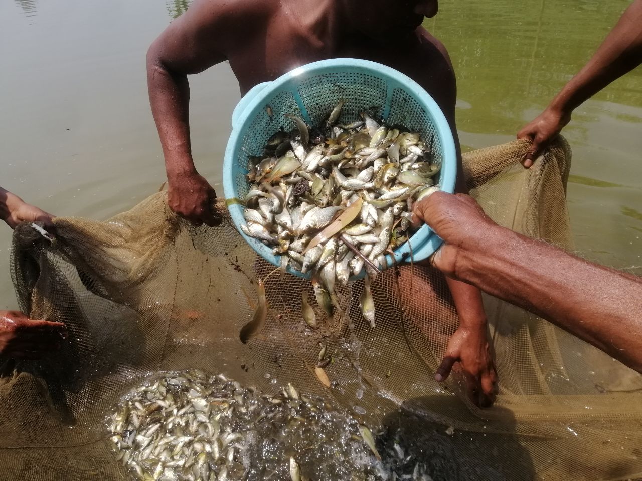 ডোমারে মাছের পোনা চাষে সফল সুমন