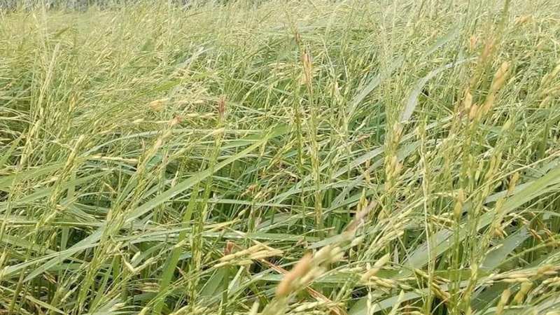 পীরগঞ্জে ঝড়-বৃষ্টিতে ব্যাপক ক্ষয়ক্ষতি