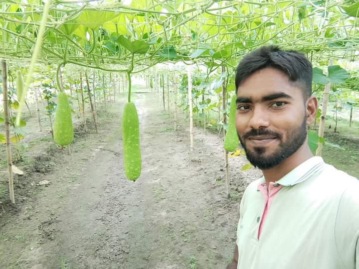 ঠাকুরগাঁওয়ে লাউ চাষে লাভবান রাকিব