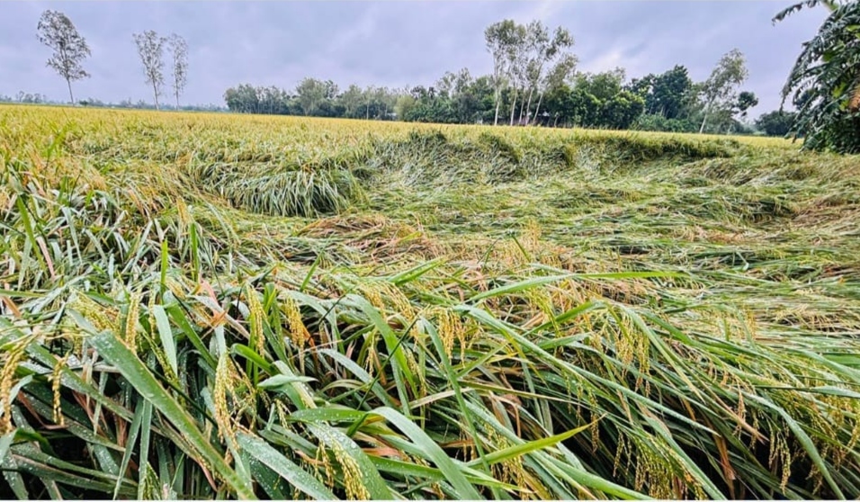 রাণীশংকৈলে টানা বৃষ্টির প্রভাবে নুয়ে পড়েছে পাকা ধান, দুশ্চিন্তায় কৃষকরা