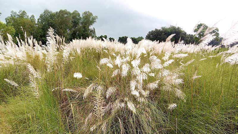 কাশফুলে মিশে আছে ঠাকুরগাঁওয়ে শরতের সৌন্দর্য