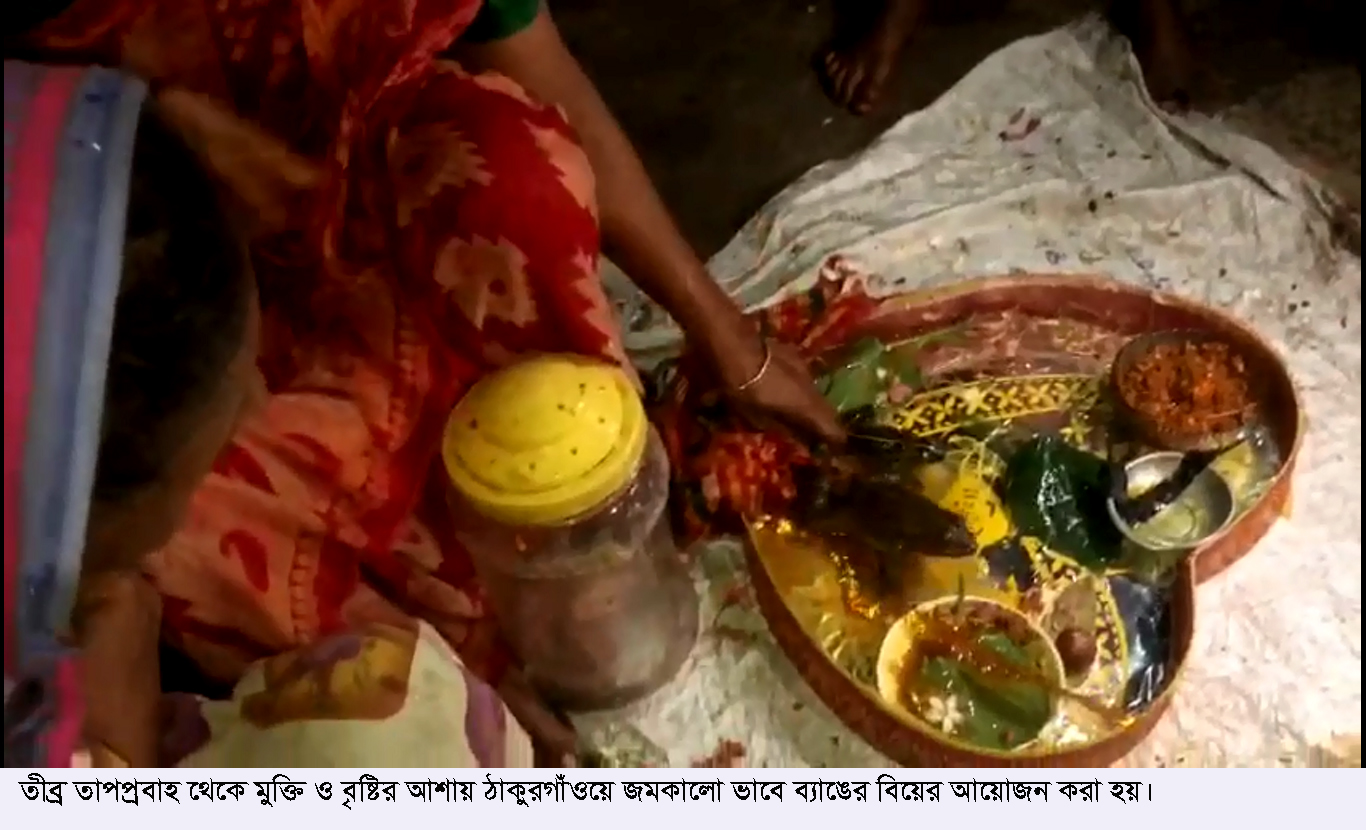 বৃষ্টির আশায় ঠাকুরগাঁওয়ে ব্যাঙের বিয়ে