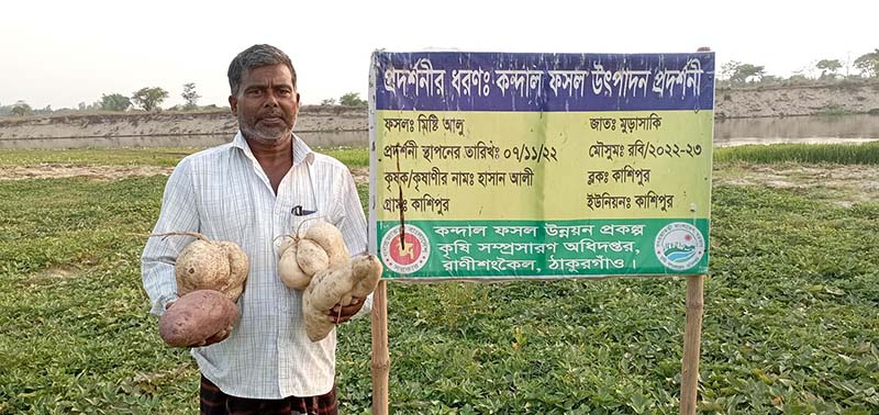 রাণীশংকৈল চরাঞ্চলে মিষ্টি আলু চাষে লাভবান হচ্ছেন কৃষক