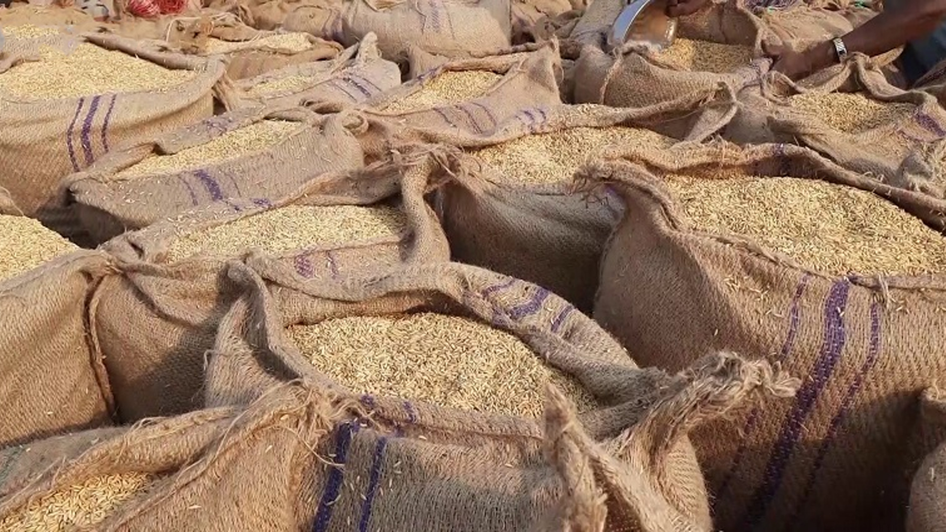 বগুড়ায় আমন সংগ্রহে ধান, আতপ ও সিদ্ধ চালের লক্ষ্যমাত্রা তিন উপজেলায় ব্যাহত