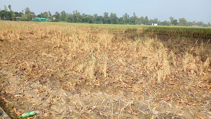 রৌমারীতে বন্যায় ফসল ও সড়কের ব্যাপক ক্ষতি