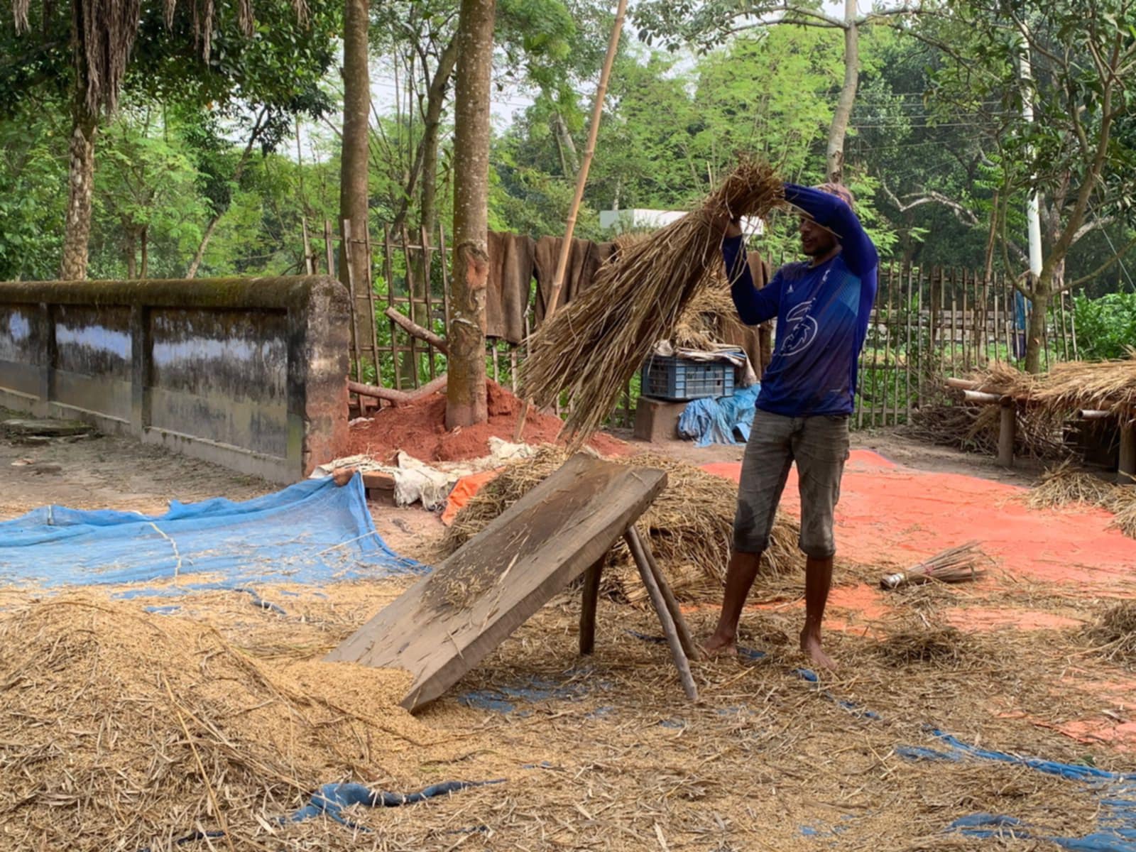 সৈয়দপুরে খড়ের দাম বৃদ্ধি, বিপাকে পশুপালনকারীরা