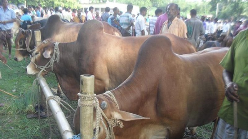 শেষ মুহূর্তে জমে উঠেছে সৈয়দপুরে কুরবানীর পশুর হাট