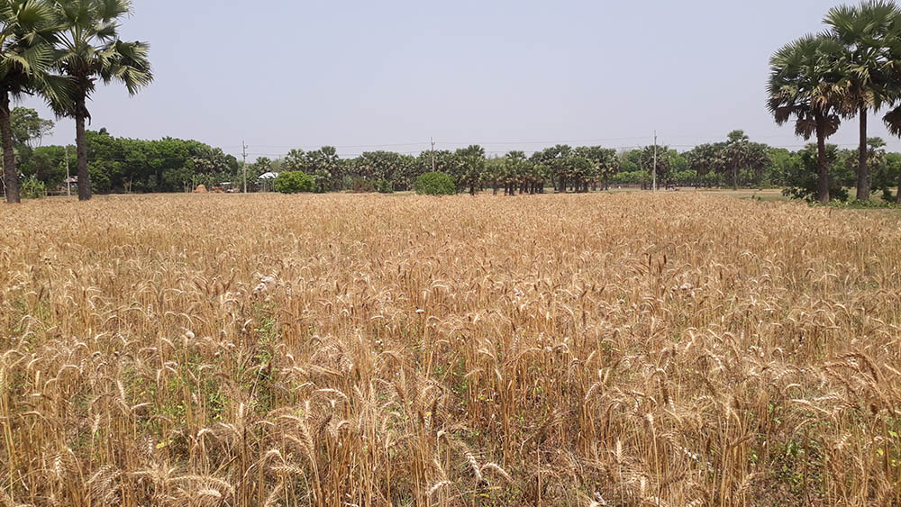 সালথায় গম চাষে আগ্রহ বাড়ছে চাষিদের