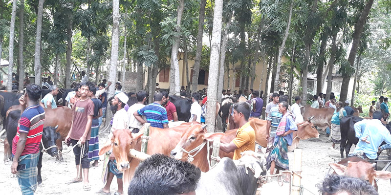 সালথায় জমে উঠেছে কোরবানির পশুর হাট