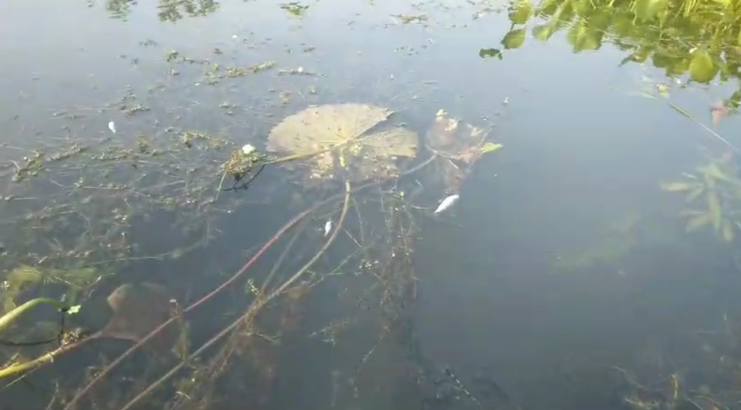 সালথায় গ্যাস ট্যাবলেট প্রয়োগ করে মাছ নিধন