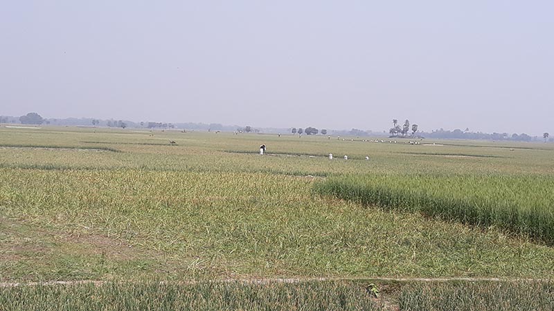 সালথায় বাম্পার ফলনের সম্ভাবনা: লাভের আশায় অপরিপক্ক পেঁয়াজ উত্তোলন