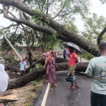 আক্কেলপুরে কালবৈশাখীর তাণ্ডব: গাছ উপড়ে ৮ ঘণ্টা সড়ক যোগাযোগ বন্ধ