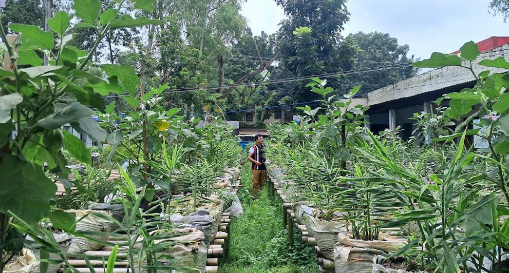 কুড়িগ্রামে মাচায় বস্তা পদ্ধতিতে সবজিচাষে বাড়ছে আগ্রহ