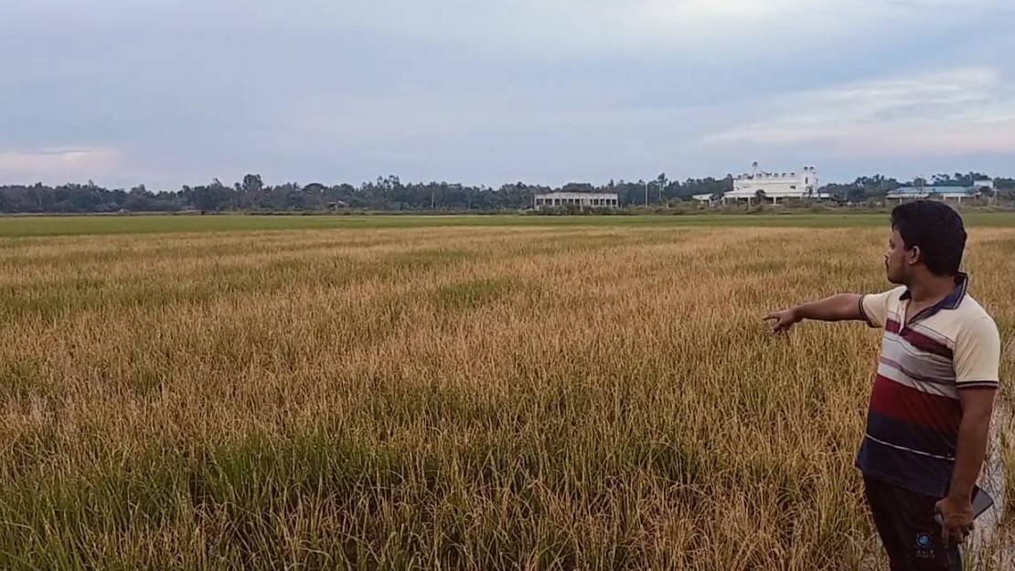 নালিতাবাড়ীতে বিষ দিয়ে ২০০ শতাংশ আমন আবাদ নষ্ট করার অভিযোগ