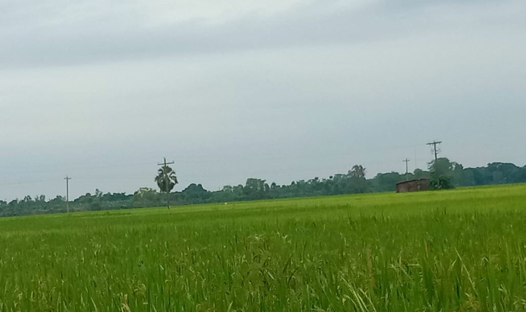 সবুজ সমারোহের মাঝে প্রান্তিক কৃষকের রঙিন স্বপ্ন