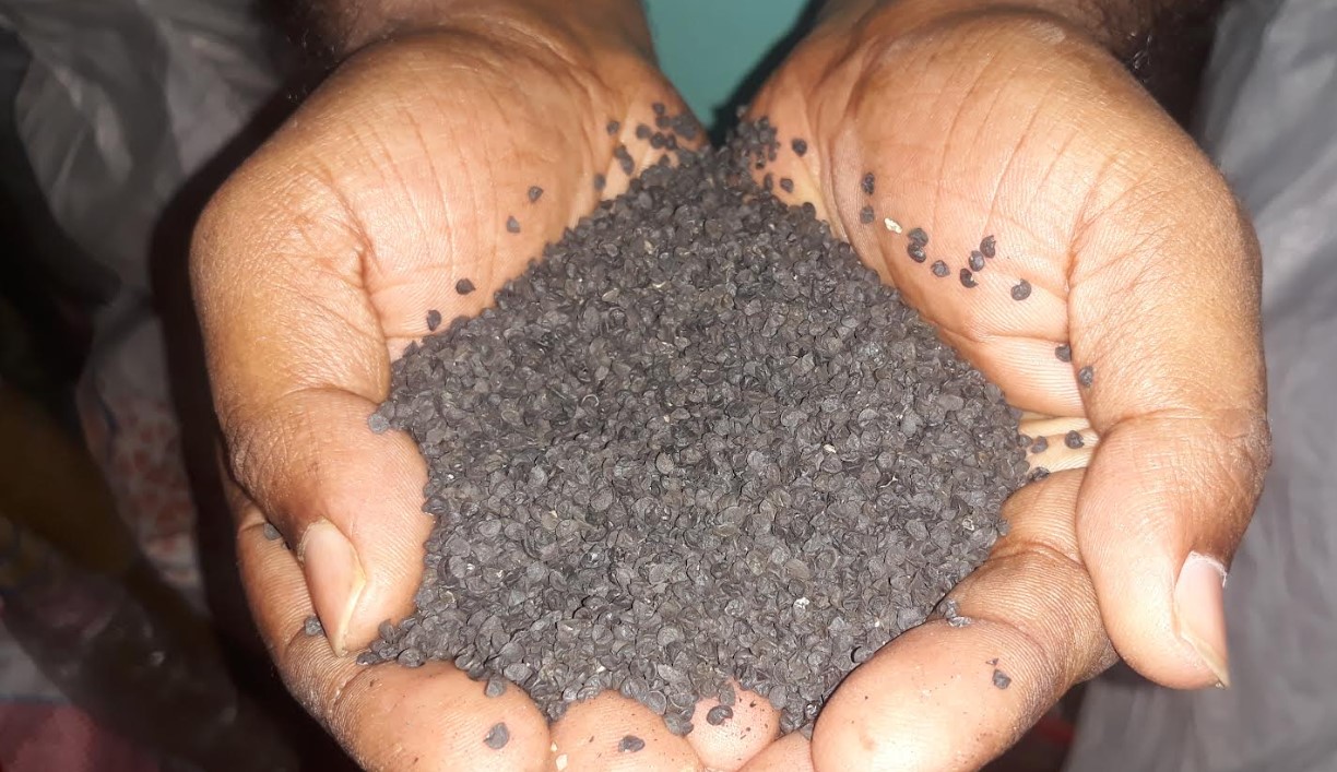 সালথায় লাগামহীন পেঁয়াজ বীজের দাম: শঙ্কায় চাষিরা