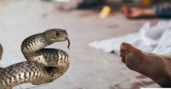 নিজের পোষা সাপের ছোবলে যুবকের মৃত্যু