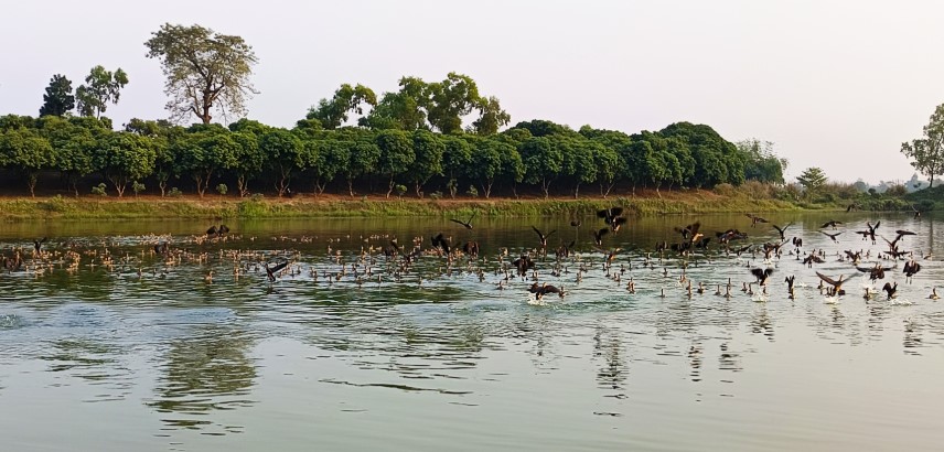 রাণীশংকৈল রামরাই দীঘিতে অতিথি পাখির মেলা, দর্শনার্থীদের ভিড়