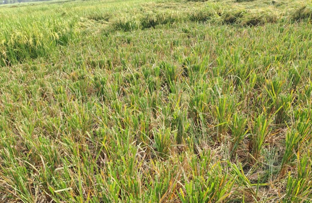 নেত্রকোনায় জমির ফসল কাটাকে কেন্দ্র করে সংঘাত, থানায় মামলা