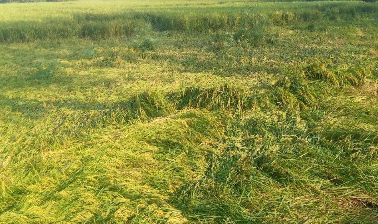পীরগঞ্জে দানার প্রভাবে ৮৫ হেক্টর আমন ধান ক্ষেত নুয়ে পড়ছে