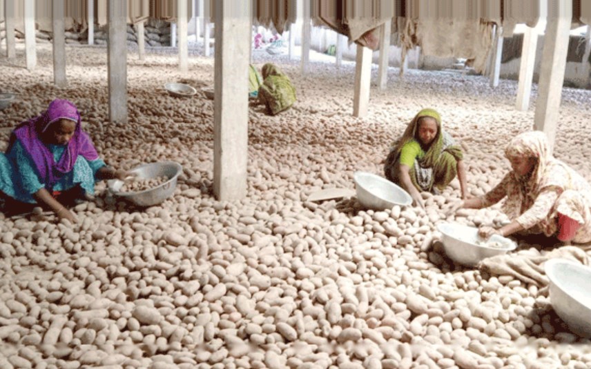 বিরামপুরে আলুর বাজারে ধস