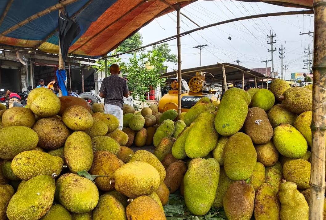 শ্রীপুরে কাঁঠালের বাম্পার ফলন, যাচ্ছে ঢাকাসহ সারা দেশে, পাঠানো হবে বিদেশেও