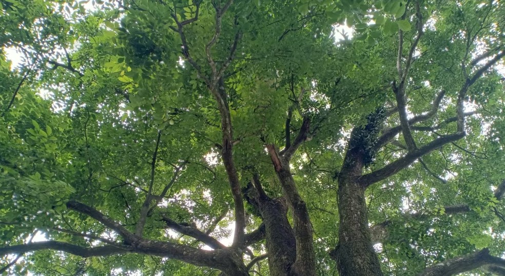 বিরল প্রজাতির শতবর্ষী পারুল গাছ বগুড়ায়