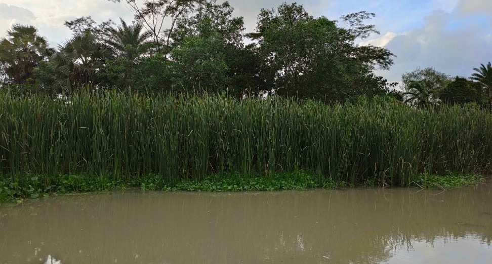 আমতলীসহ উপকূলে প্রাকৃতিক হোগলা পাতা আর দেখা যায় না