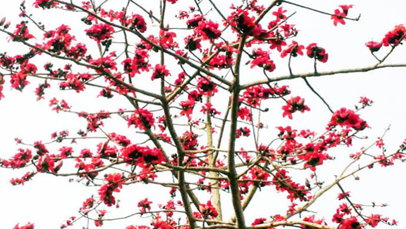 চিলাহাটি থেকে হারিয়ে যাচ্ছে শিমুল গাছ