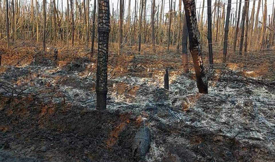 ঝিনাইদহে আগুনে পুড়লো কৃষকের পানের বরজ