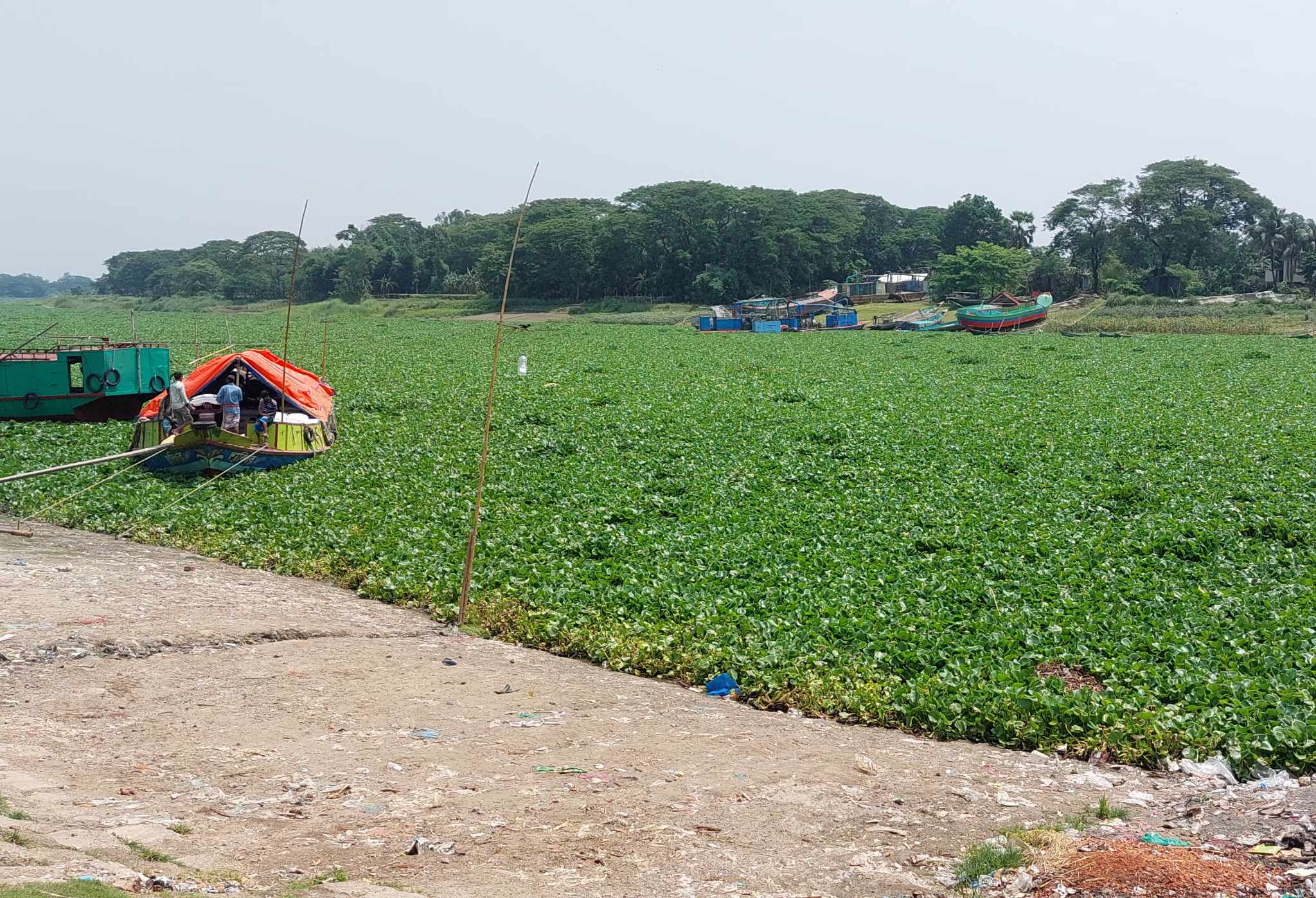 শ্রীপুরে কচুড়ি পানায় খেয়া চলাচল বন্ধ, দুর্ভোগে ২০ গ্রামবাসী